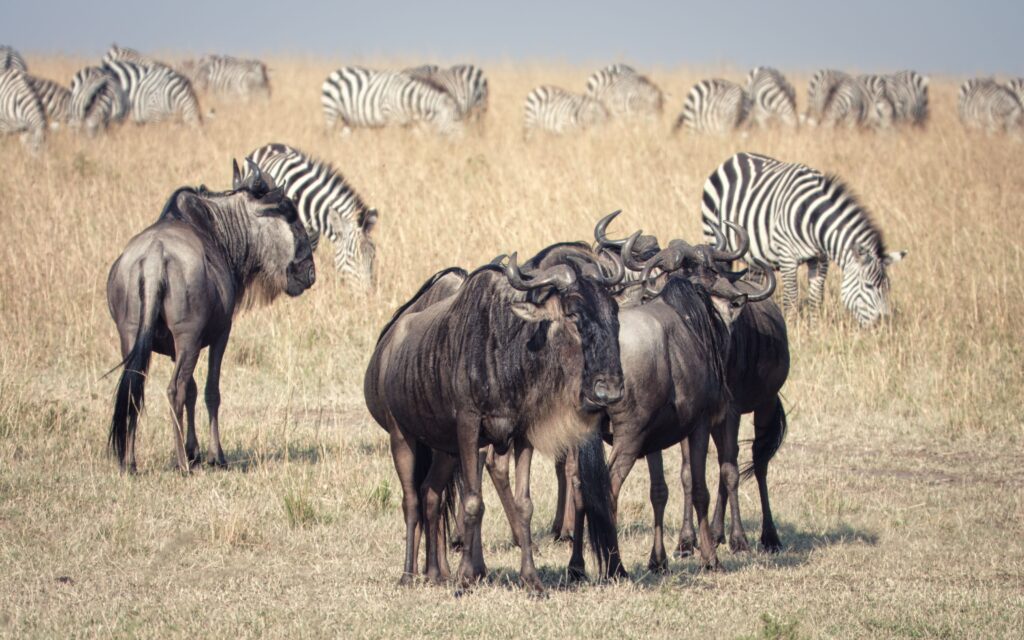 7-Day Big Five Safari in Tanzania